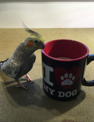 birdy-drinking-coffee